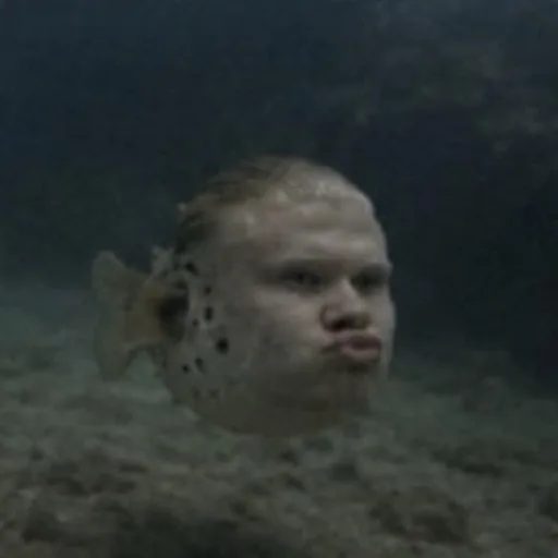 pufferfeesh (moltenveil)